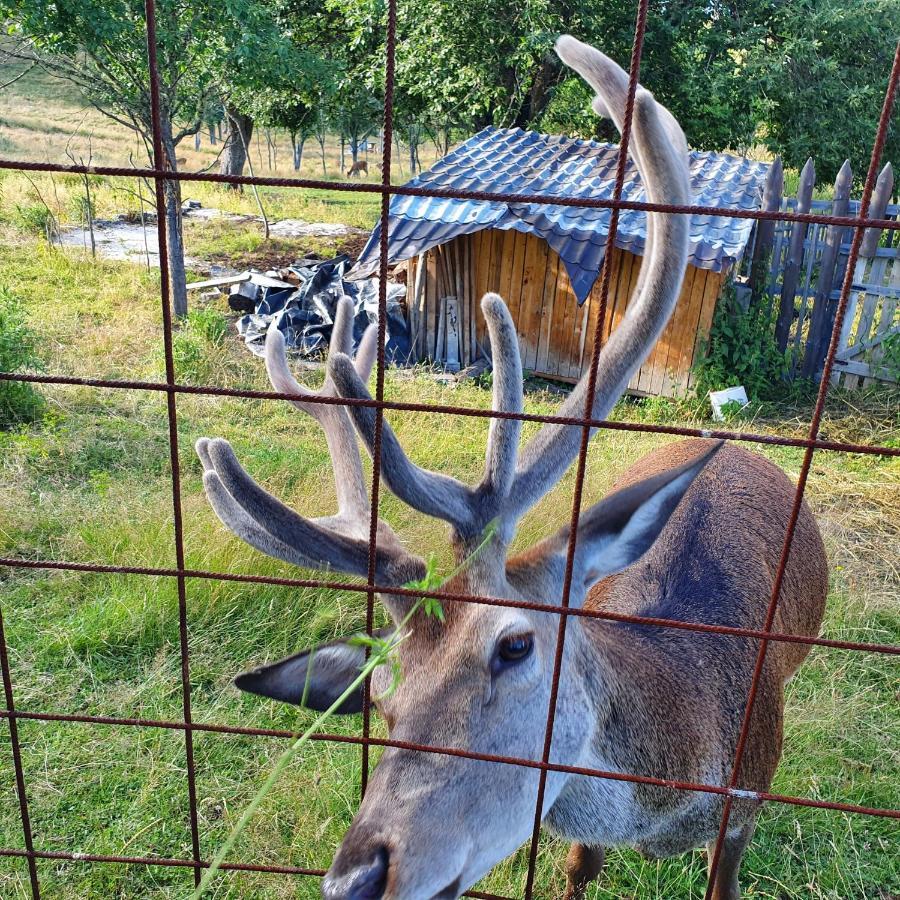 Planinska Koliba Ajdanovici Jelovac Nisicka Visoravan Olovo  Exterior foto