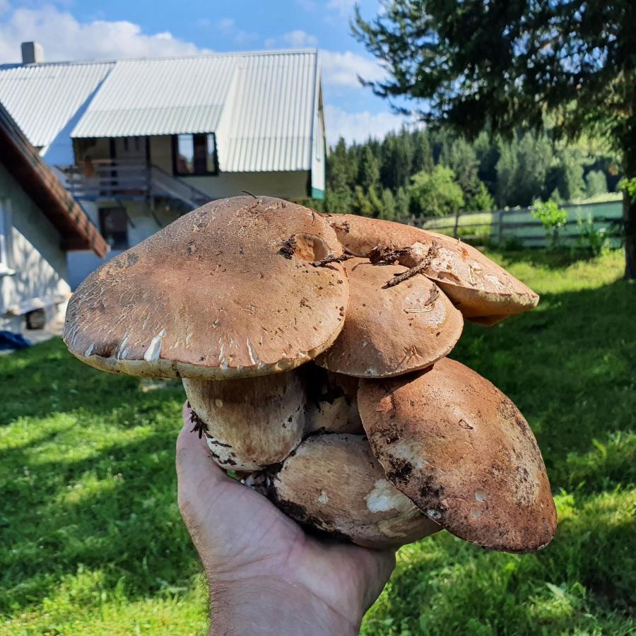 Planinska Koliba Ajdanovici Jelovac Nisicka Visoravan Olovo  Exterior foto